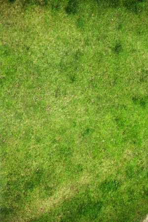 ModernGrass