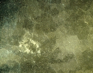 ModernGrass