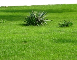 ModernGrass