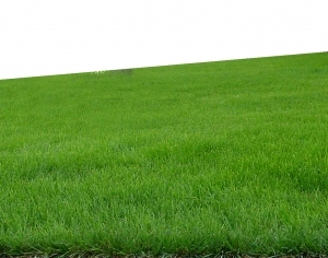 ModernGrass
