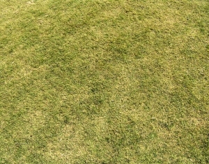 ModernGrass