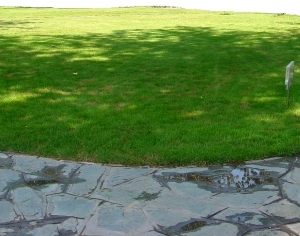 ModernGrass