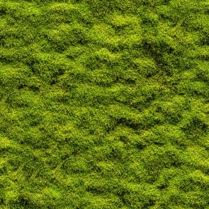 ModernGrass