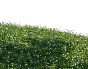 ModernGrass