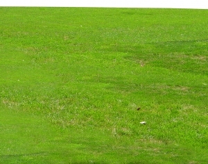 ModernGrass