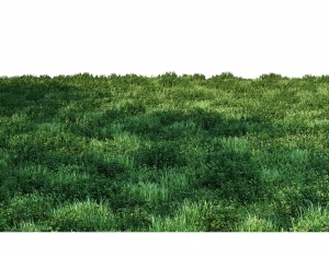 ModernGrass