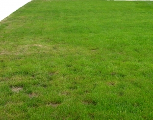ModernGrass
