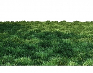 ModernGrass