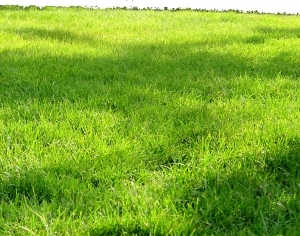 ModernGrass