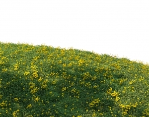 ModernGrass