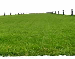 ModernGrass