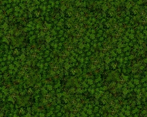 ModernGrass