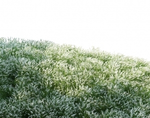ModernGrass
