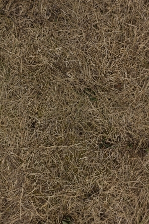 ModernGrass