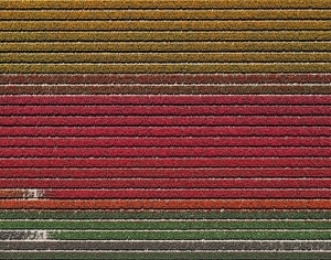 ModernGrass
