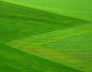 ModernGrass