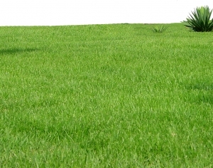 ModernGrass