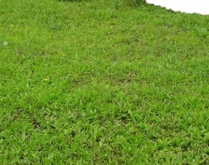 ModernGrass