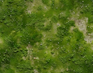 ModernGrass