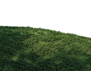ModernGrass