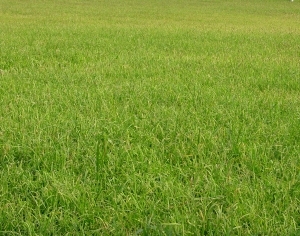 ModernGrass