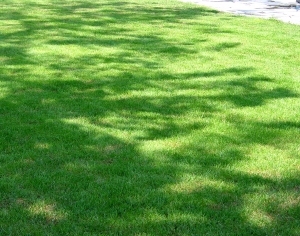 ModernGrass