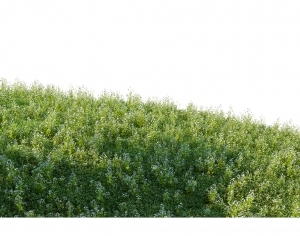 ModernGrass