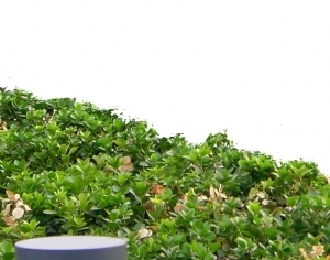 ModernGrass