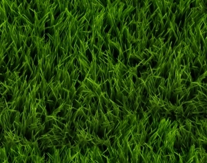ModernGrass