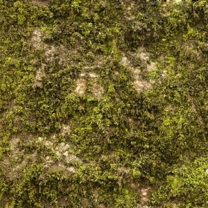ModernGrass