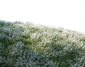 ModernGrass