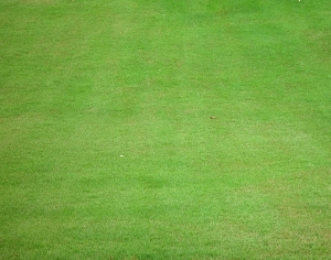 ModernGrass