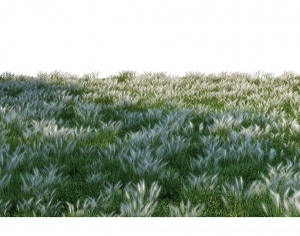 ModernGrass