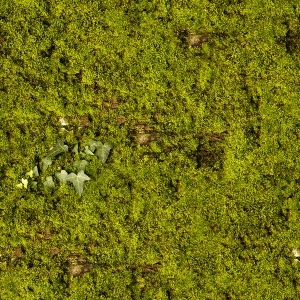 ModernGrass