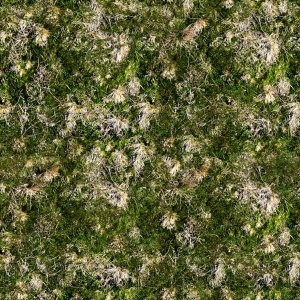 ModernGrass