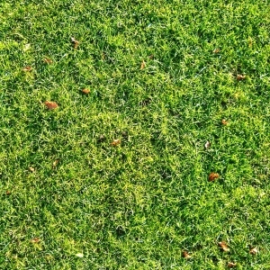 ModernGrass