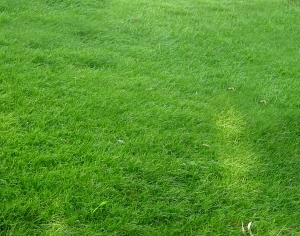 ModernGrass