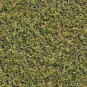 ModernGrass