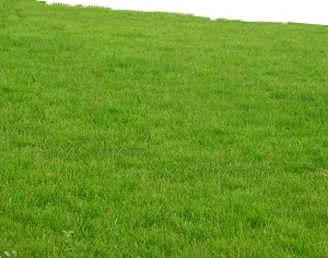 ModernGrass