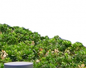 ModernGrass