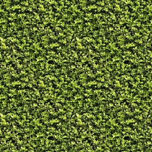 ModernGrass