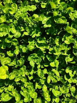 ModernGrass
