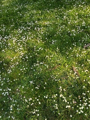 ModernGrass