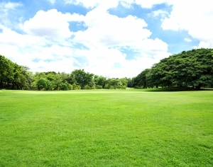ModernGrass