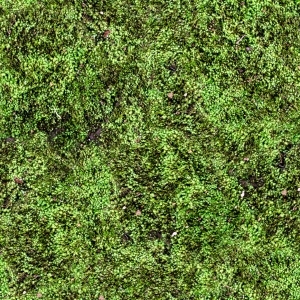 ModernGrass