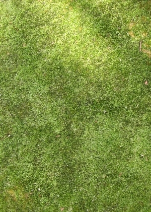 ModernGrass