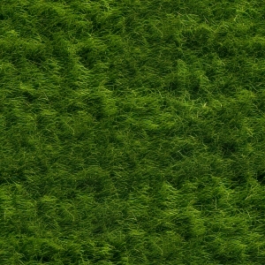 ModernGrass