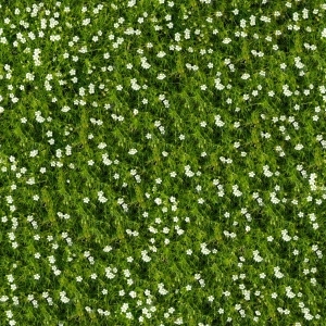 ModernGrass