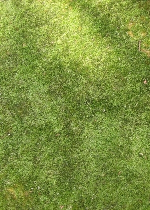 ModernGrass