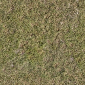 ModernGrass